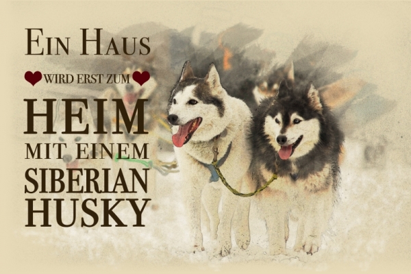 Metallschild Sibirischer Husky